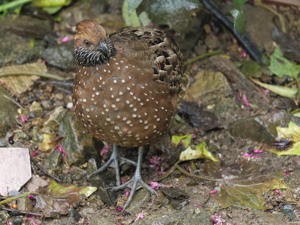 <h3><a href="/trips/costa-rica/biota/animalia/chordata/aves/006 galliformes/004 odontophoridae/odontophorus guttatus/odontophorus guttatus-nl.html">Odontophorus&nbsp;guttatus</a> / Spotted&nbsp;wood&nbsp;quail / Gevlekte&nbsp;tandkwartel</h3>OM-1 Mark II met OLYMPUS M.150-400mm F4.5, 1/2000 sec  bij F4.5, ISO 10000, afstand 7.5&nbsp;m